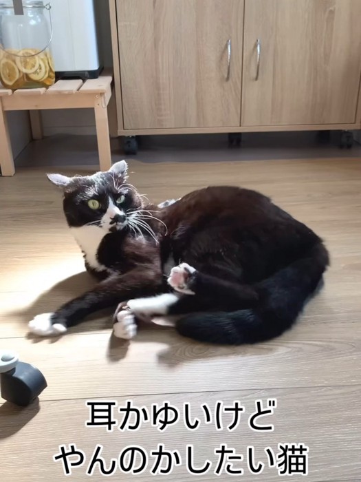 寝そべる猫