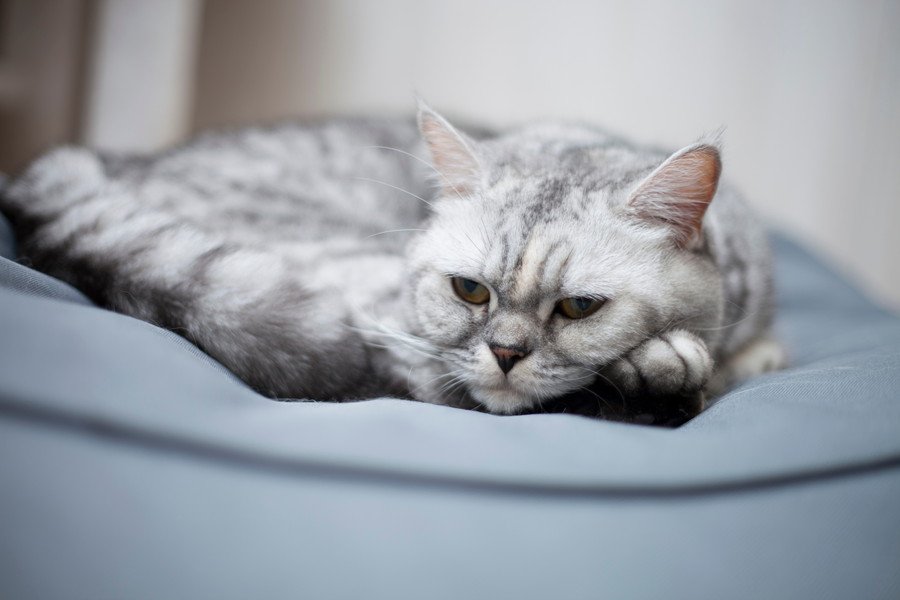 不機嫌そうな猫