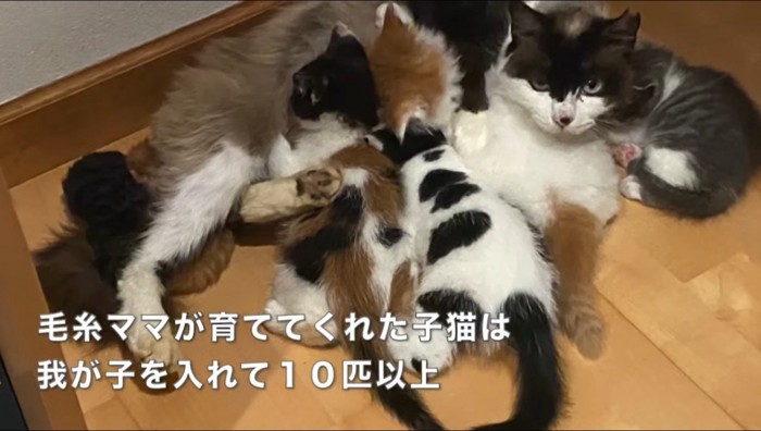子猫に乳をあげる母猫