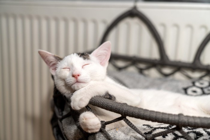 かごで眠っている猫