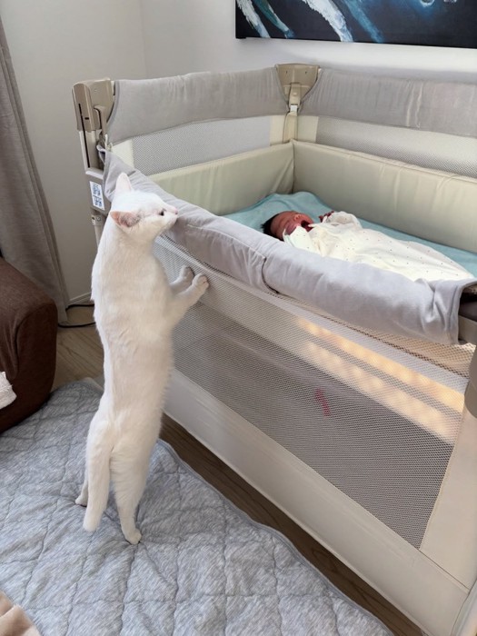 ベビーベッドをのぞく猫