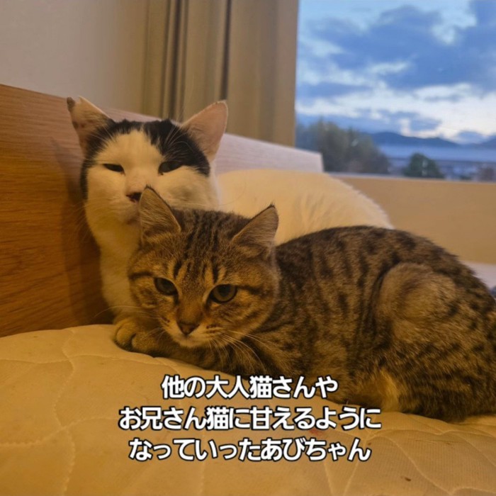 白黒の猫といる子猫