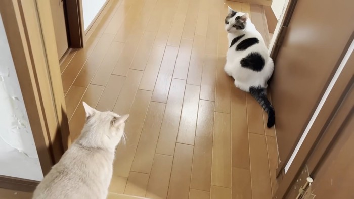 白黒猫ちゃん(右上)とクリーム色の猫ちゃん(左下)