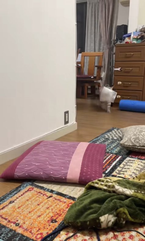 カメラに向かって歩いてくるプチプチをくわえた猫（ヒキ）