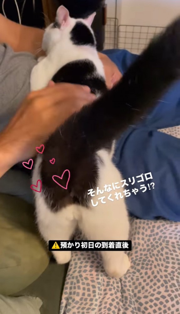 お腹の上に上半身を乗せる猫2