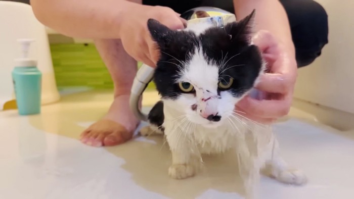 パパにシャワーをかけられる白黒猫