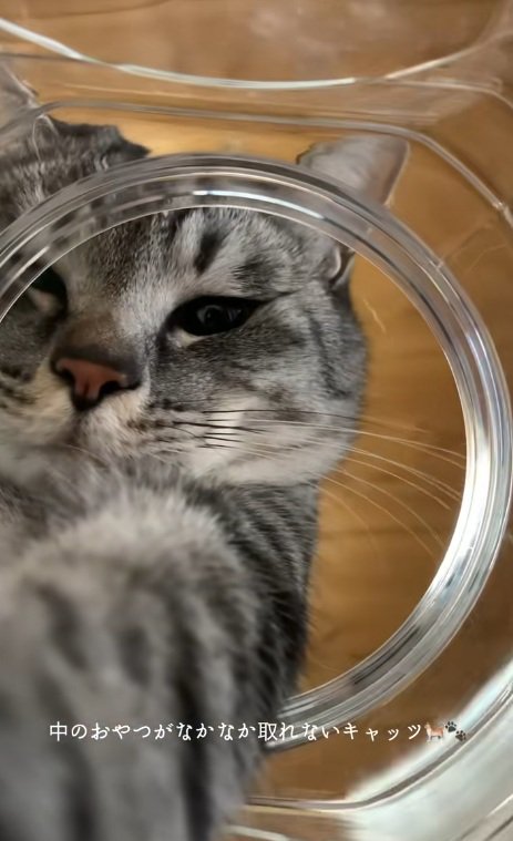 瓶の中に手を入れるキジトラ