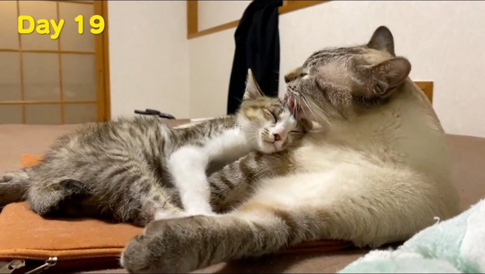 成猫の体の上に頭を乗せて眠る子猫