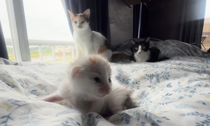 モコちゃんと先住猫たち