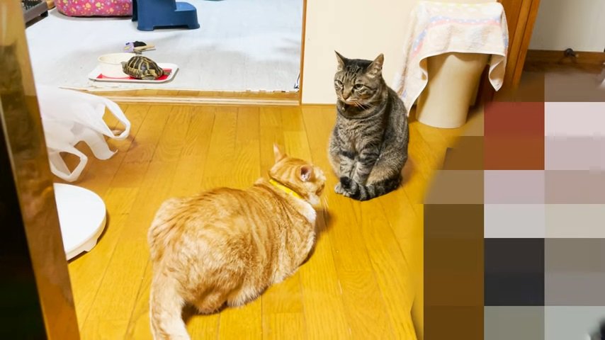 猫会議で向き合う猫二匹