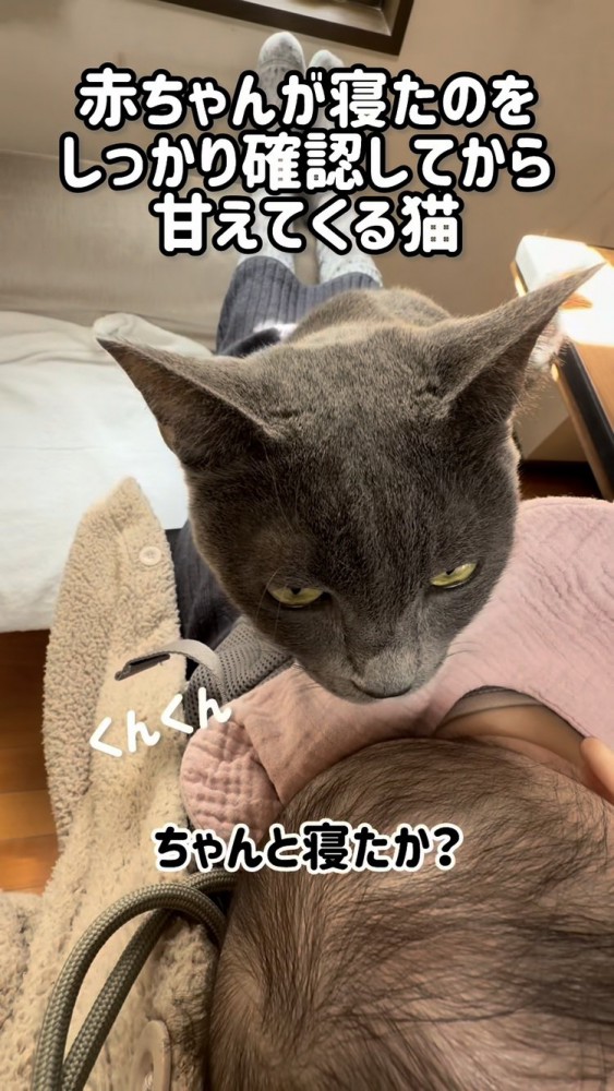 赤ちゃんの様子をチェックする保護猫