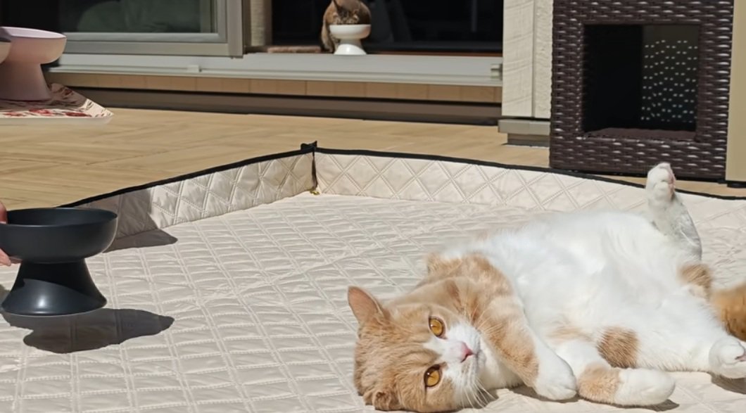 リラックスして床に寝ている猫