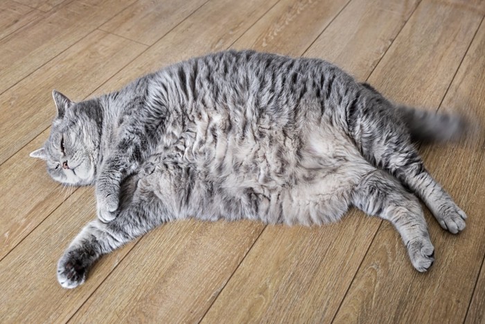 肥満猫