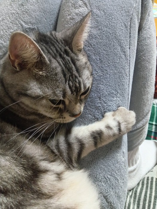 飼い主の太ももにしがみつく猫