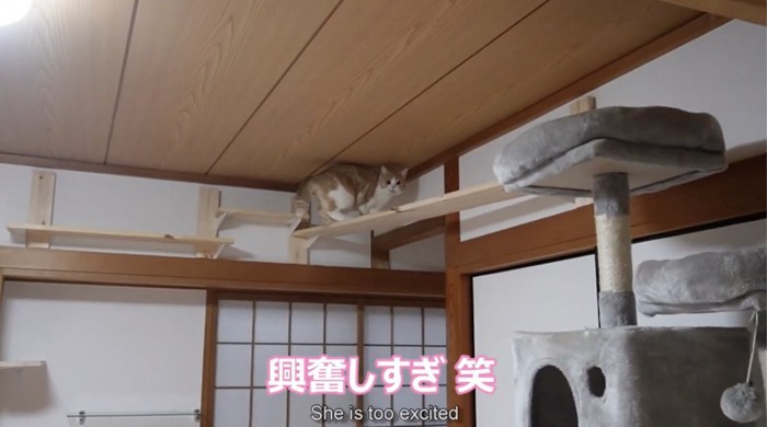 部屋の一番上の板をかけ走る猫