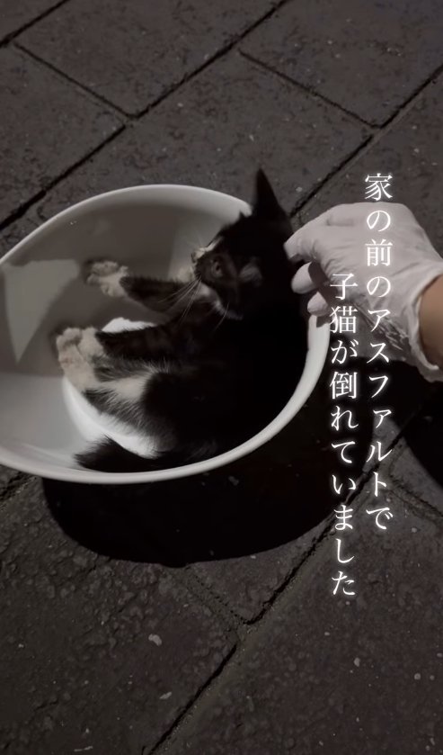 外で洗面器に入れられた子猫
