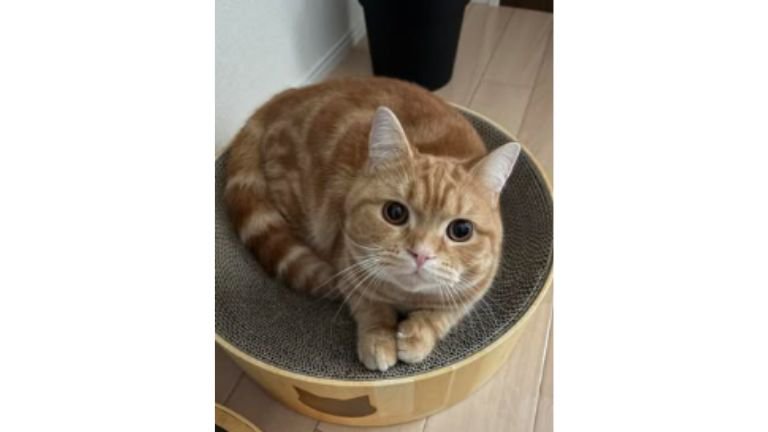 室内にいる猫