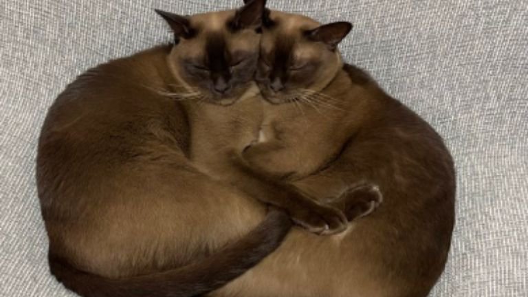 寄り添っている猫たち