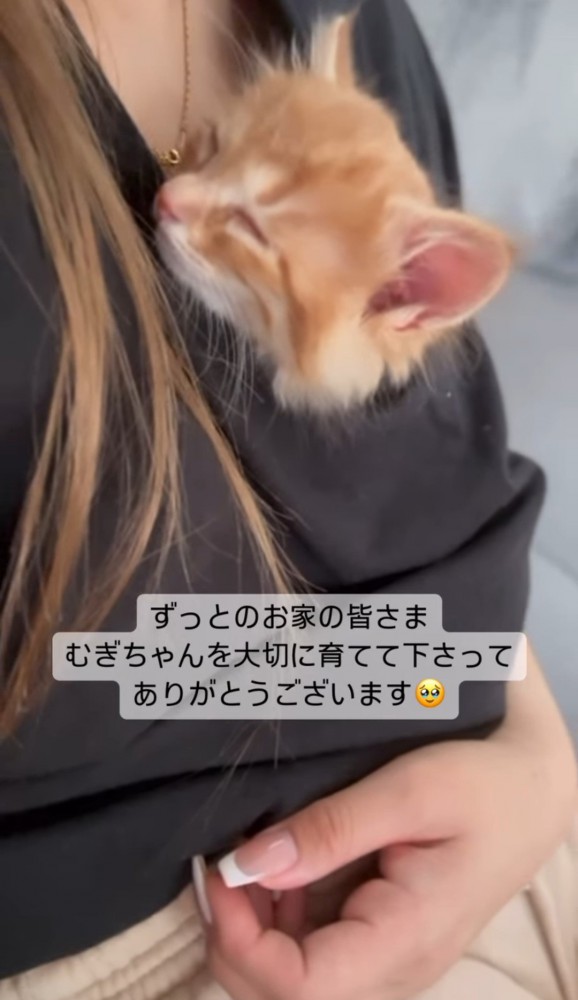 女性の服の中で寝る子猫