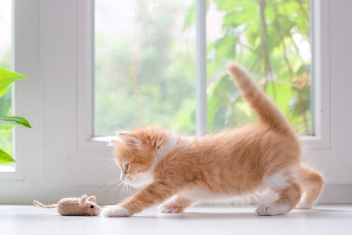 子猫とおもちゃ 