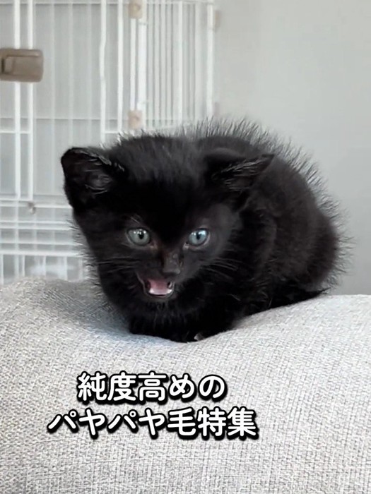 座って鳴く子猫