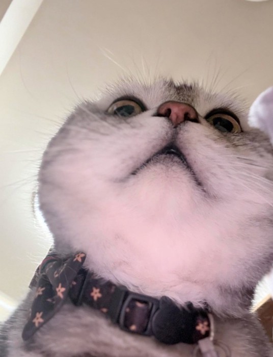 下から見た猫の顔2