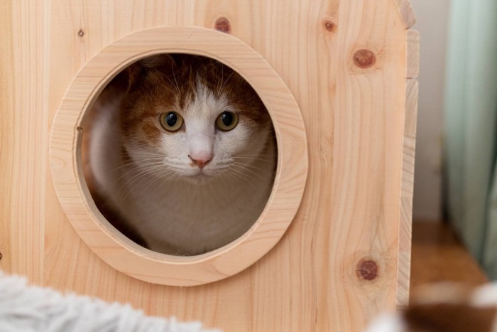 木の小屋に入ってくつろぐ猫