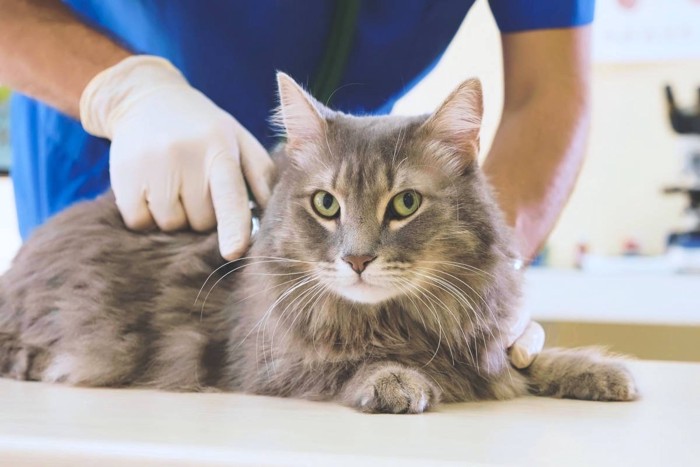 診察される猫