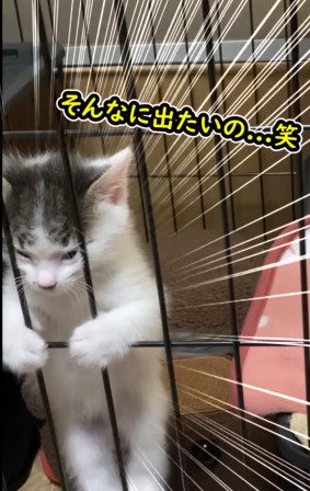 二足立ちする子猫（アップ）