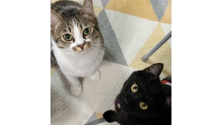 室内にいる猫たち