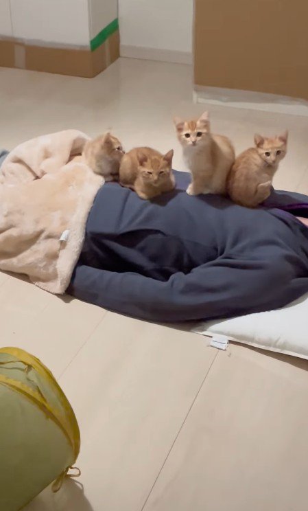 おなかに猫をのせるパパさん