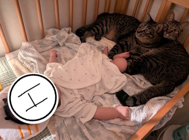 赤ちゃんが寝ているベビーベッドでくつろぐ2頭の猫