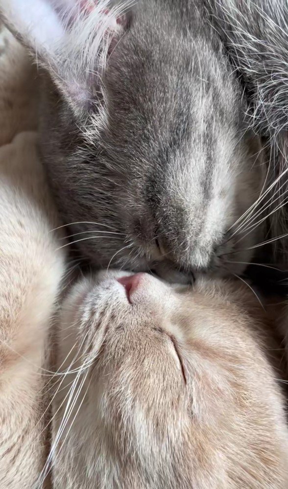 眠っているむぎちゃんとあおちゃん