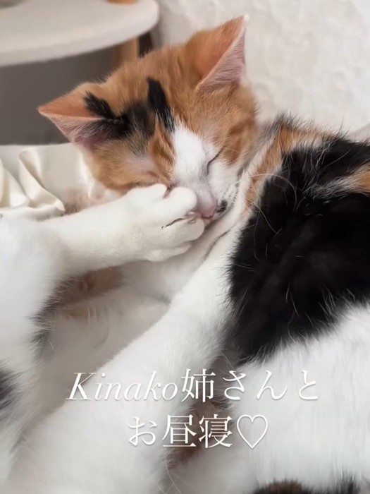 蹴られる猫