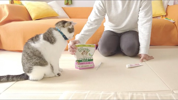 男性が持っている袋を見つめるキジ白猫