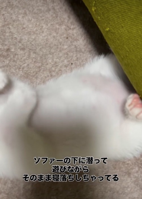 赤ちゃん猫のお腹