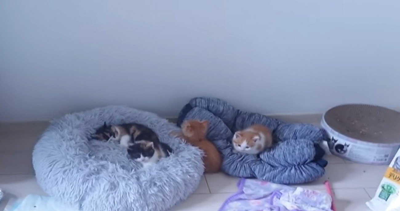 子猫4匹
