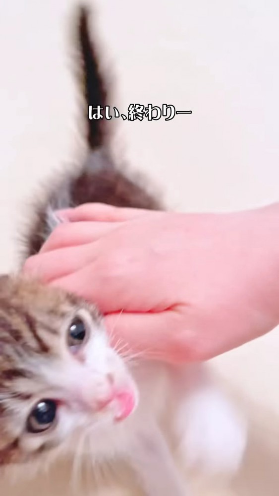 人の手を見る子猫