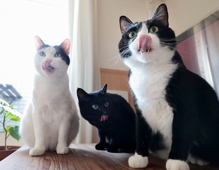 舌を出す3匹の猫