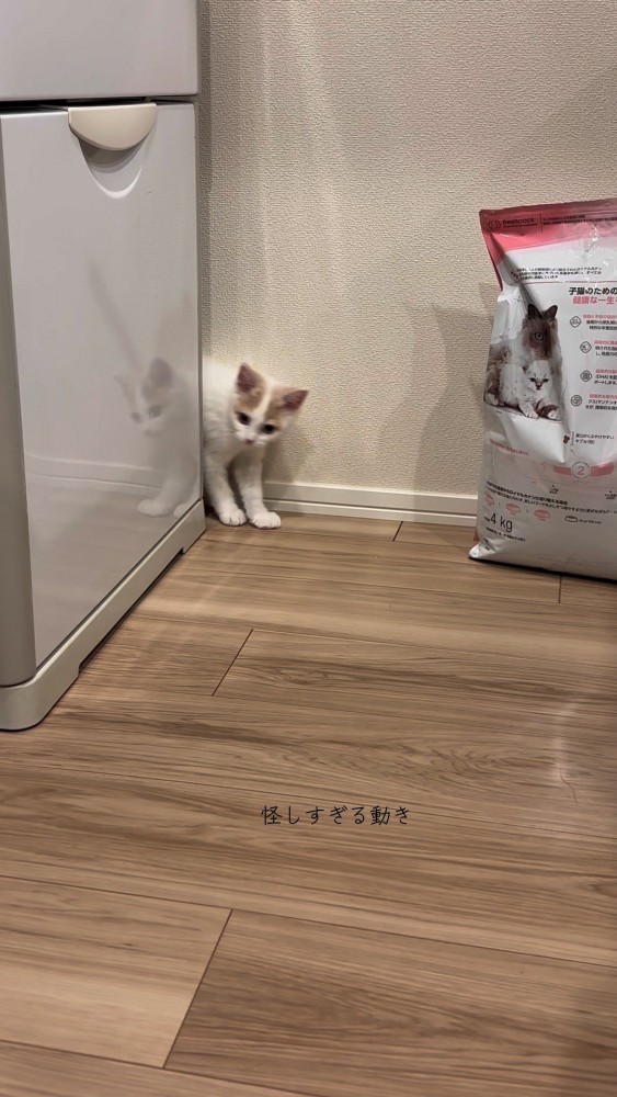 何かに向かって警戒しているおもちちゃん