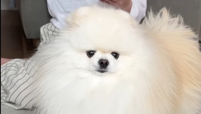 ポテチくんのアップ