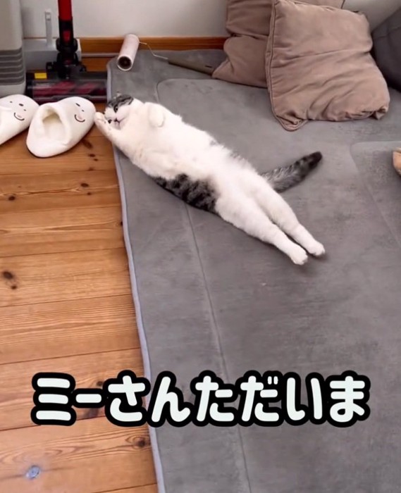 右手を上げる猫