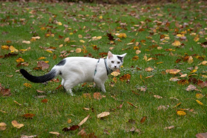 ハーネスをつけたままひとりで遊ぶ猫
