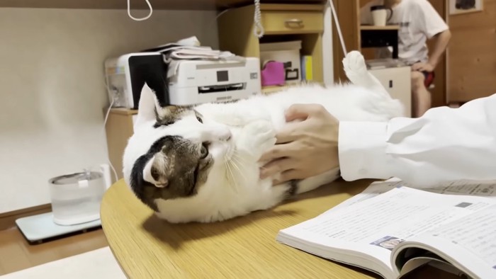 仰向けの猫ちゃん