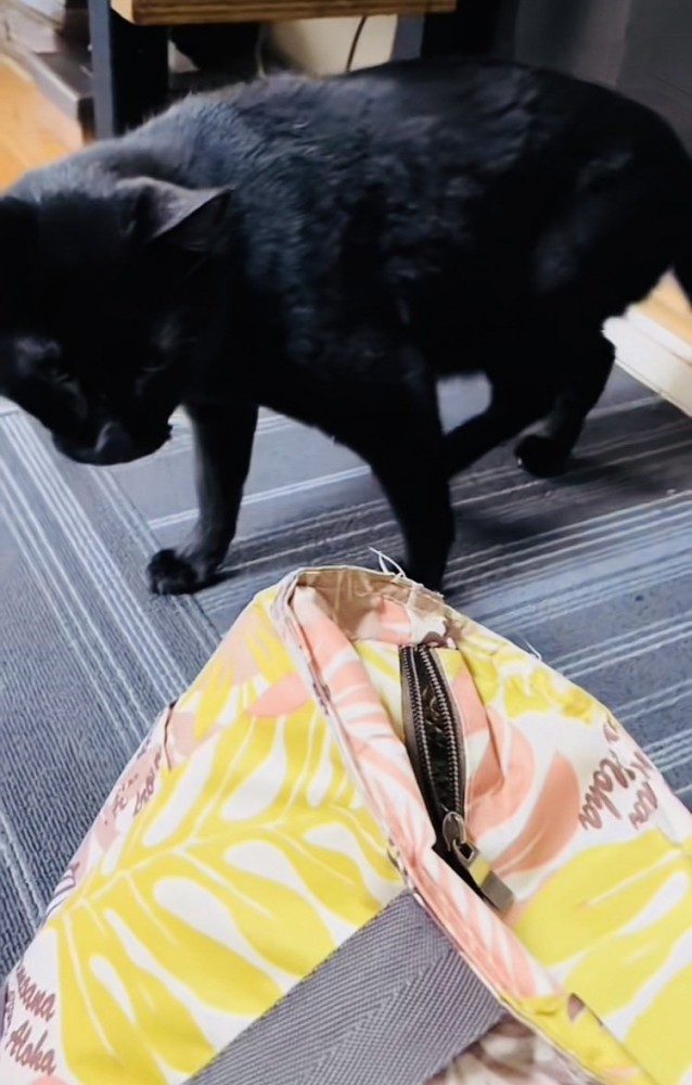 子猫の入ったキャリーに驚く黒猫