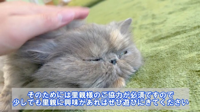 頭を撫でられるエキゾチックロングヘア