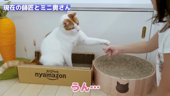 先住猫の緩やかな猫パンチ