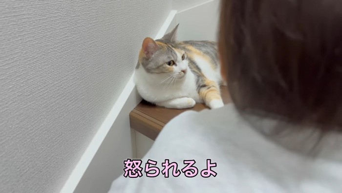 男の子の話を聞く猫