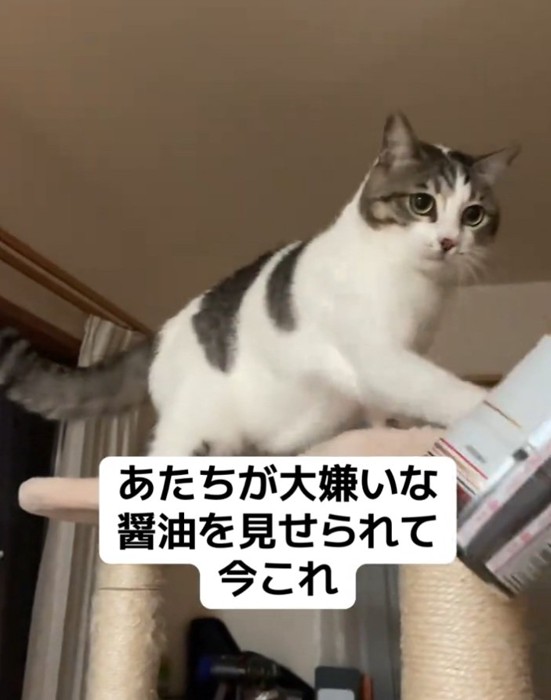 またまたパンチする猫