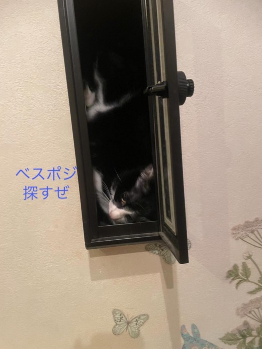 郵便ポストの中で回転する猫